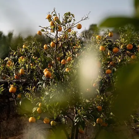 Masseria Auraterrae 滨海波利尼亚诺