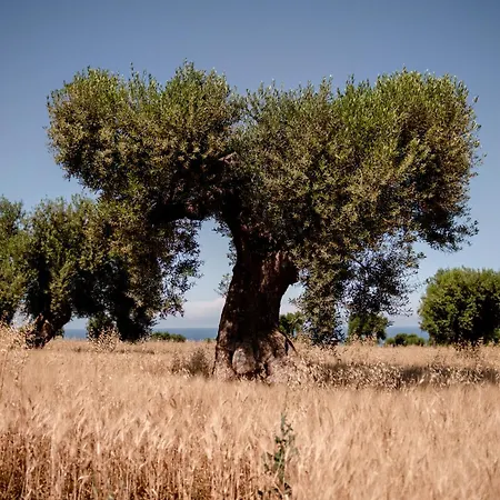 Masseria Auraterrae Polignano a Mare