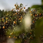 Masseria Auraterrae Polignano a Mare