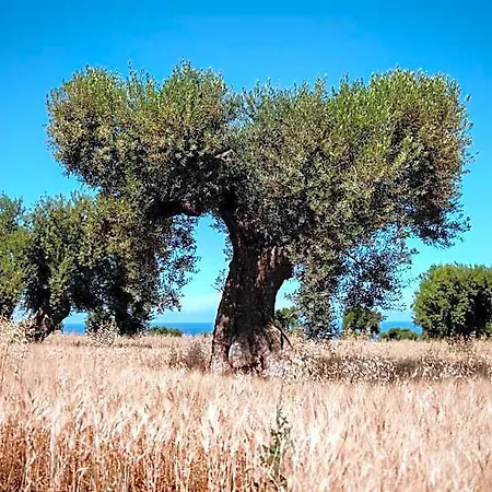 Masseria Auraterrae ホテル