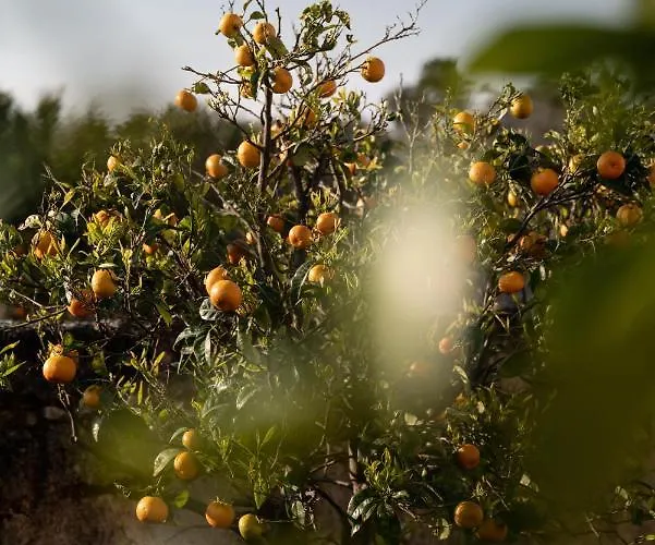 Masseria Auraterrae Polignano a Mare